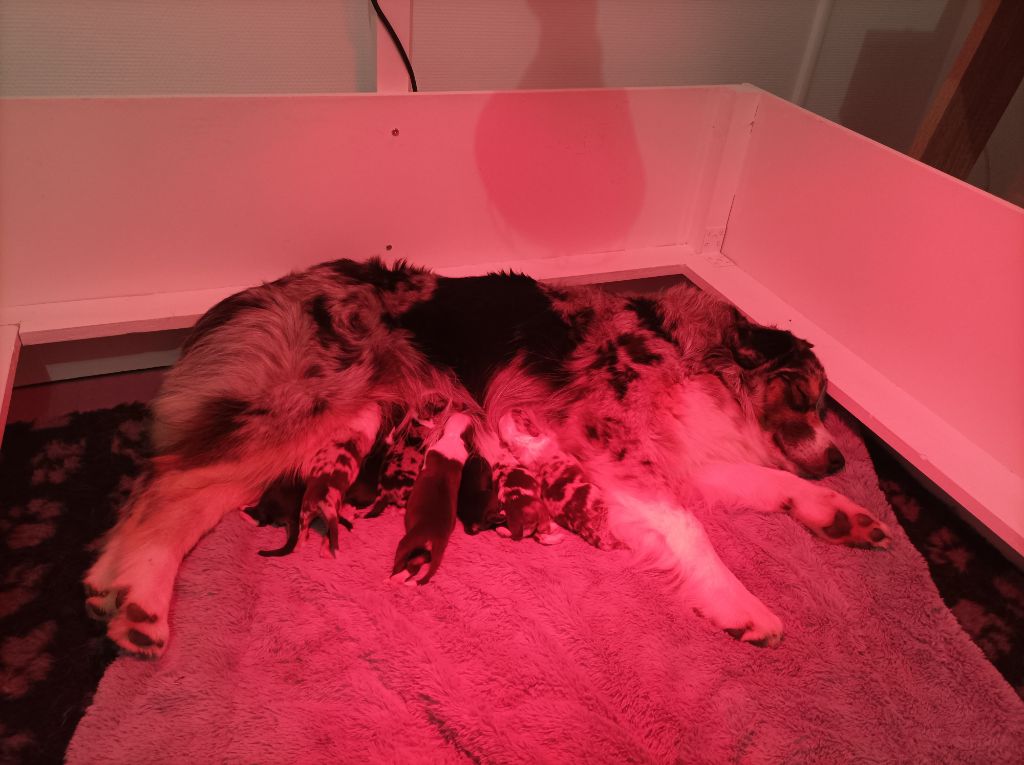 Nala avec ses bébés
