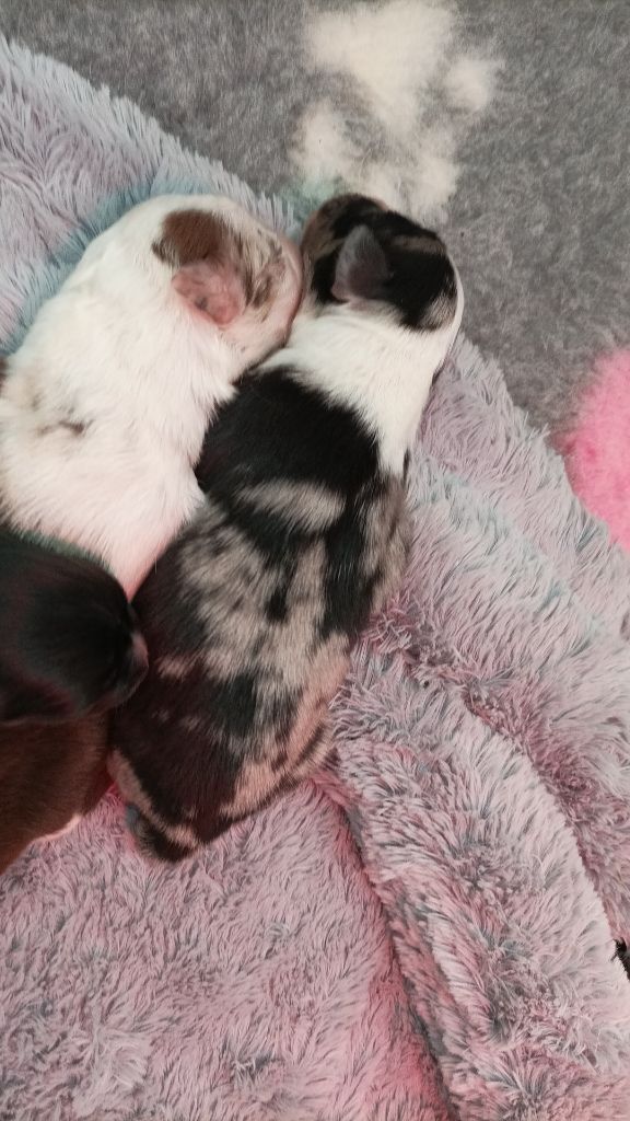 Les bébés