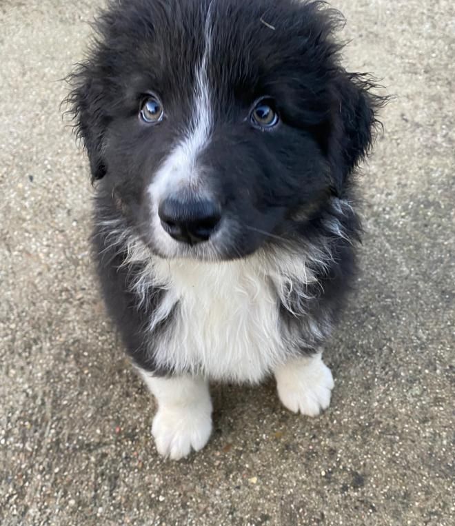 De La Terre De Mufasa - Berger Australien - Portée née le 04/11/2022